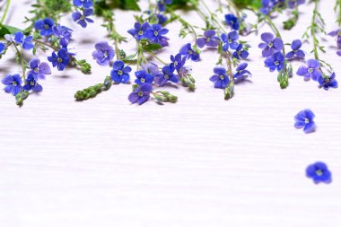 Küçük mavi kır çiçekleri.