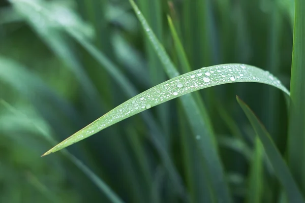 Hoja verde larga con gotas de lluvia. tonificación —  Fotos de Stock