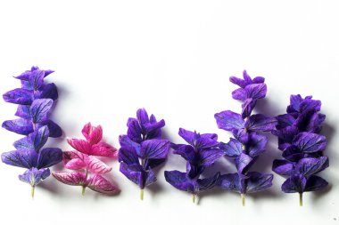 Mor Lila beyaz bir arka plan üzerinde bırakır. Her şey gibi