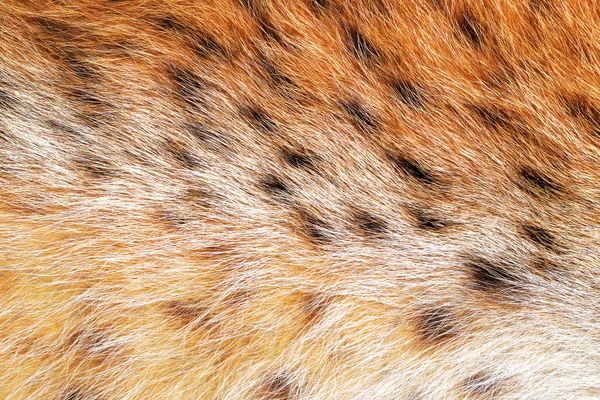 テクスチャは、野生動物の毛皮を発見しました。野生の森林 lynx . — ストック写真