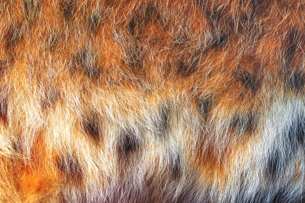Texture spotted wild animal fur . Wild forest lynx . — Stock Photo, Image