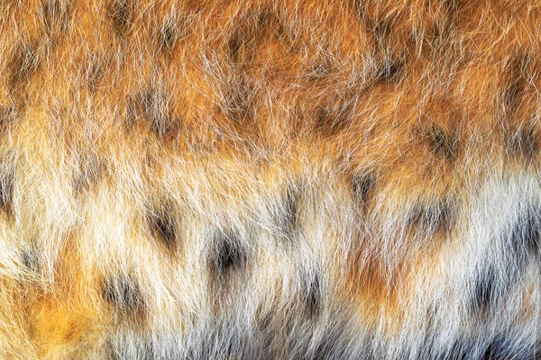 Doku vahşi hayvan kürk benekli. Vahşi orman lynx . Stok Resim