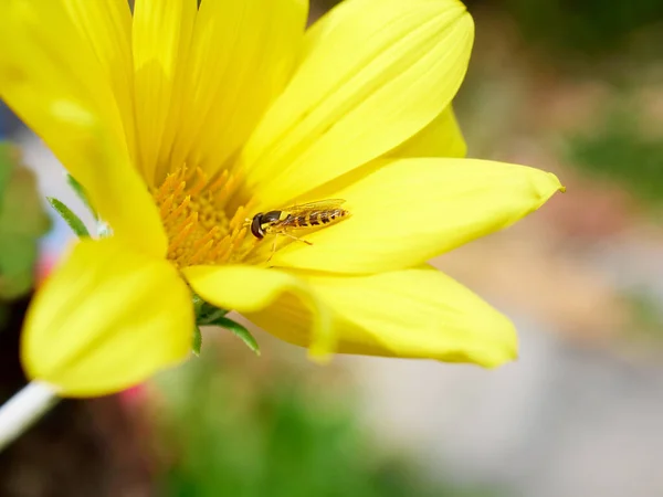 Insecto Abeja Una Flor Amarilla Vida Salvaje Concepto Primavera — Foto de Stock