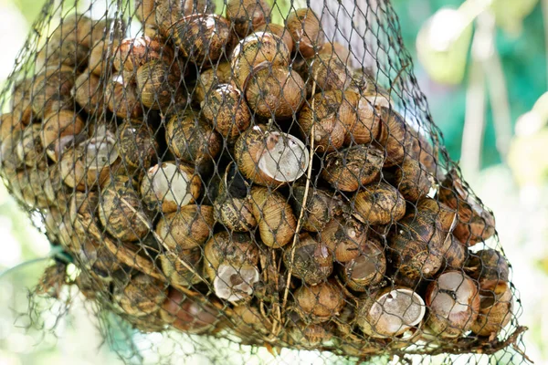 Closeup Net Bag Live Fresh Edible Snails Stock Photo