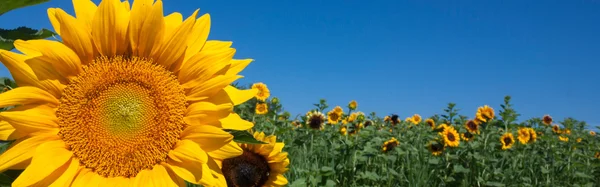 Solrosfält mot blå himmel — Stockfoto