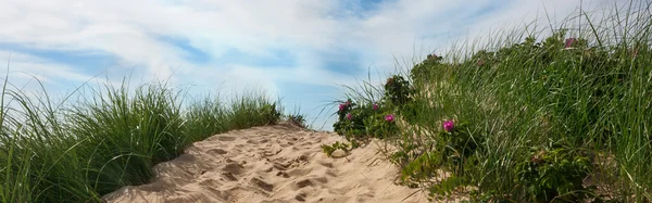 Caminho para a praia sobre uma duna com céu e nuvens, Wellfleet Massachusetts em Cape Cod — Fotografia de Stock
