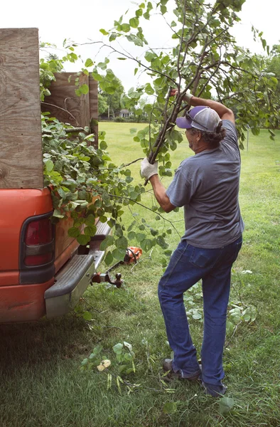 Carregando ramos de árvores cortadas em um caminhão — Fotografia de Stock