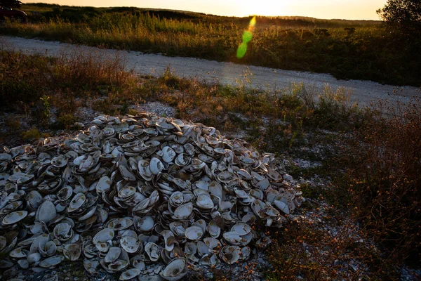 Haufen Muscheln Auf Cape Cod Wellfleet Massachusetts — Stockfoto