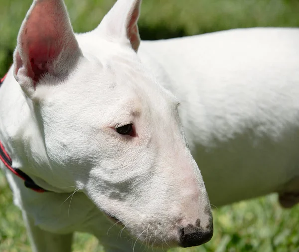 Close Miniature Bull Terrier Outdoor Grass — Stock Photo, Image