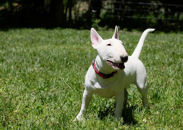 Miniature Bull Terrier Playing Grass Park — Stock Photo, Image