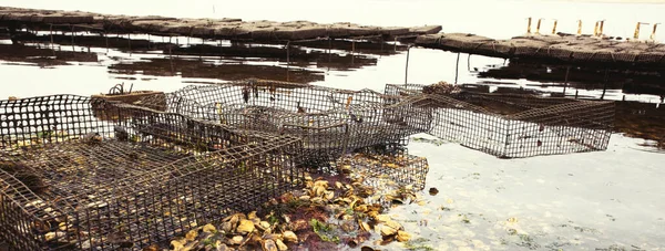 Criação Ostras Camas Ostras Wellfleet Massachusetts Cape Cod — Fotografia de Stock