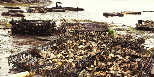Allevamento Ostriche Letti Ostriche Wellfleet Massachusetts Sul Cape Cod — Foto Stock