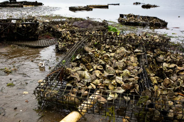 Allevamento Ostriche Letti Ostriche Wellfleet Massachusetts Sul Cape Cod — Foto Stock