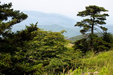 Virginia 'daki Appalachian Dağları' ndaki Whitetop Dağı 'ndan görüntü