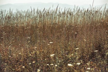 Virginia 'da dağda yabani otlar ve çiçekler