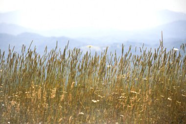 Virginia 'da dağda yabani otlar ve çiçekler