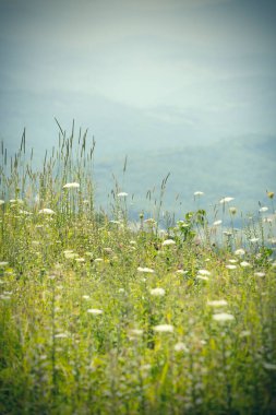 Virginia 'daki Whitetop Dağı' nda yabani çiçekler