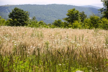 Virginia 'daki Mount Rogers Dağı