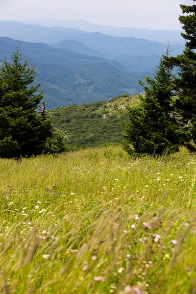 Kilátás Whitetop Mountain Appalache Hegység Virginia — Stock Fotó