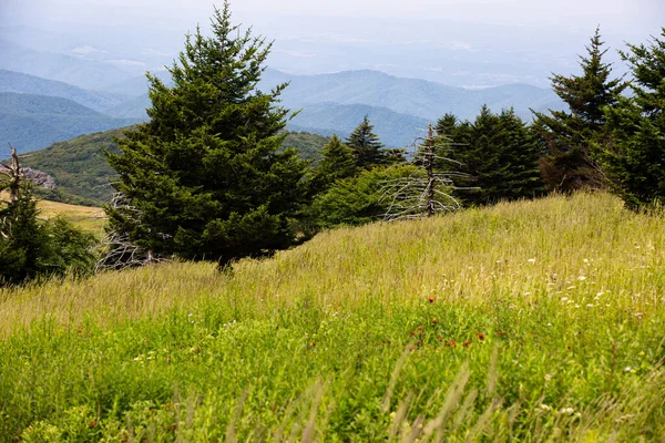 Kilátás Whitetop Mountain Appalache Hegység Virginia — Stock Fotó