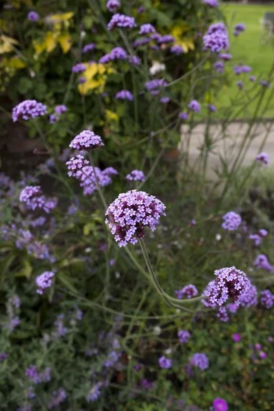 Fleurs bleues dans le jardin anglais — Photo