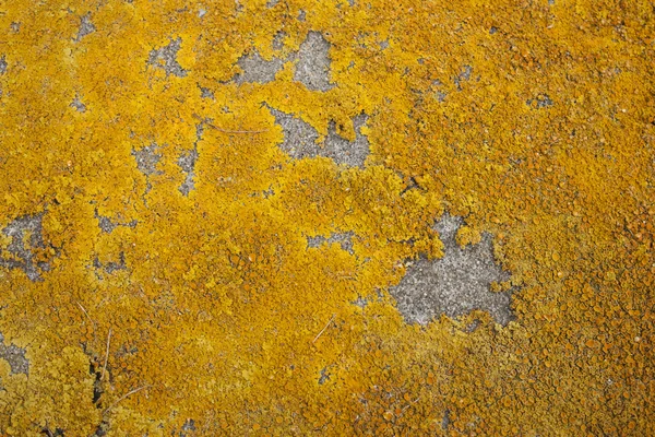 Musgo na textura de pedra — Fotografia de Stock