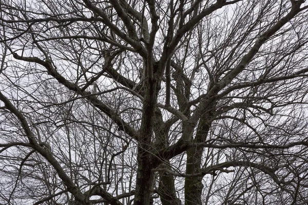 光秃的树枝 — 图库照片