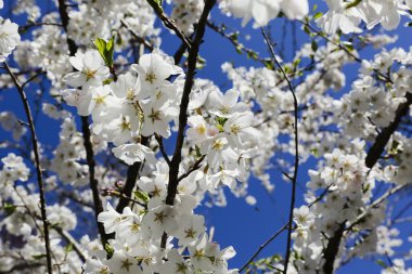 Mavi gökyüzü kiraz çiçekleri
