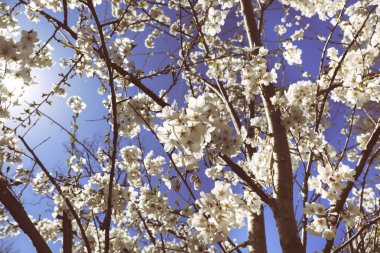 Mavi gökyüzü kiraz çiçekleri