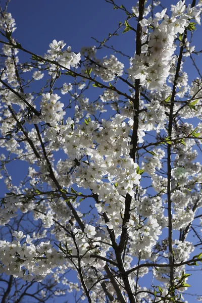 Flores de cerejeira contra o céu azul — Fotografia de Stock