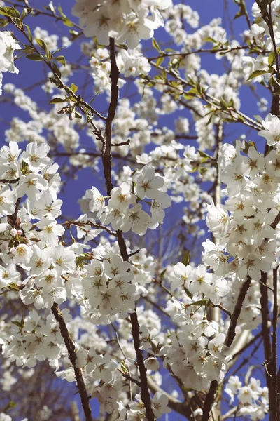 Flores de cerejeira contra o céu azul — Fotografia de Stock