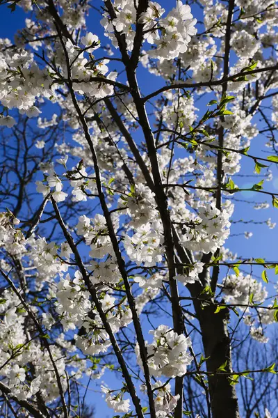 Flores de cerejeira contra o céu azul — Fotografia de Stock