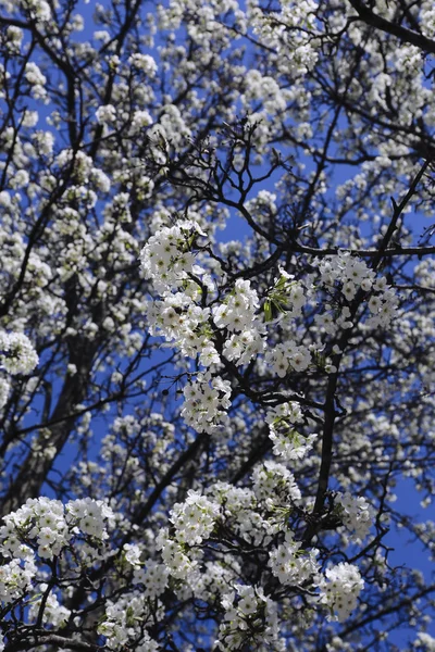 Flores de cerejeira contra o céu azul — Fotografia de Stock