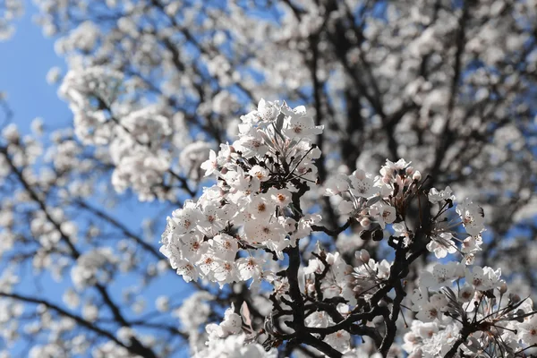 Kvetoucí hruška proti modré obloze — Stock fotografie