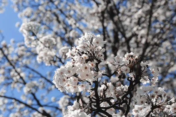 Poire fleurie contre ciel bleu — Photo