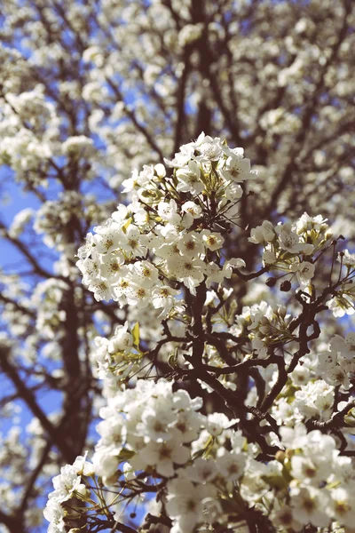 Blommande päron mot blå himmel — Stockfoto