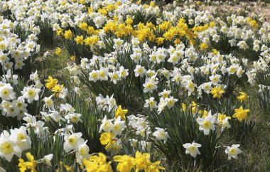 Alan nergis Virginia