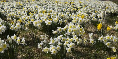 Alan nergis Virginia