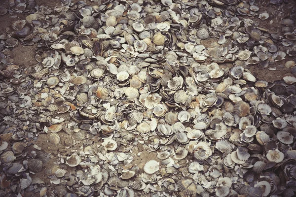 Pile of shells — Stock Photo, Image