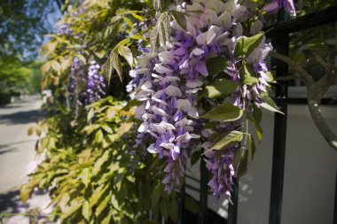 Wisteria