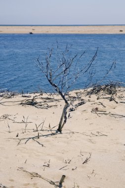 Chappaquiddick beach