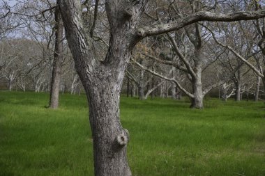 Chappaquiddick Ma orman