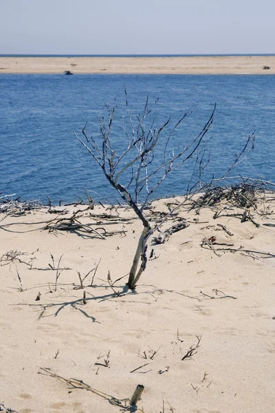 Chappaquiddick praia — Fotografia de Stock