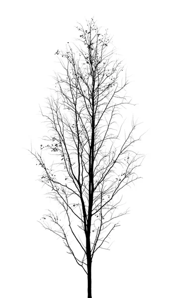 Beyaz arkaplanda ölü ağaç