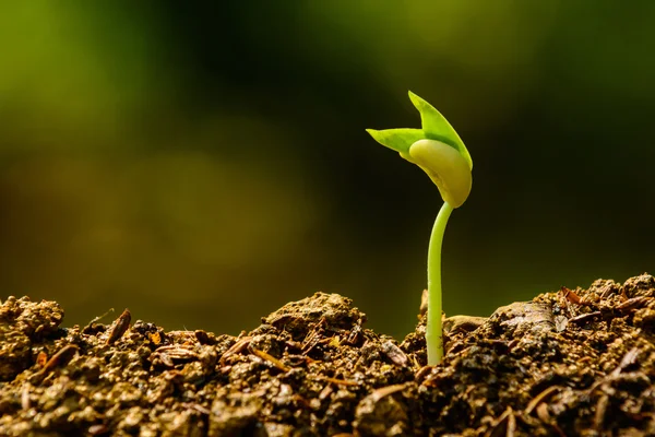 Seedling and growing — Stock Photo, Image