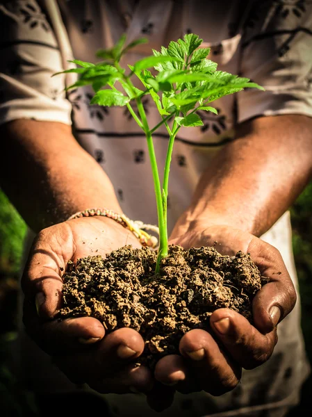 Vieil homme mains tenant une jeune plante verte — Photo