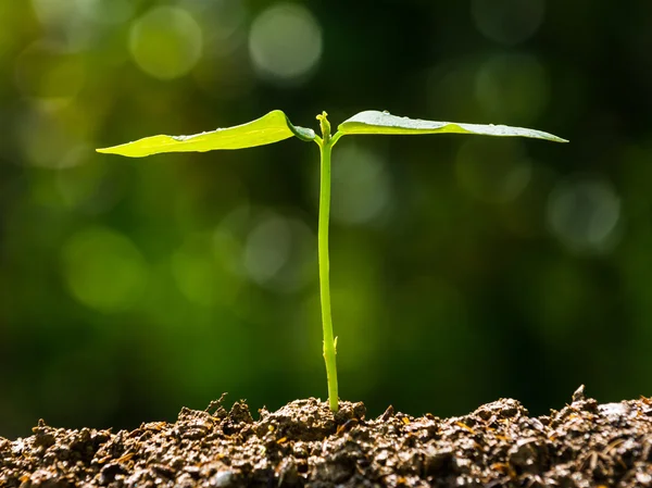 Green sprout growing from seed — Stock Photo, Image