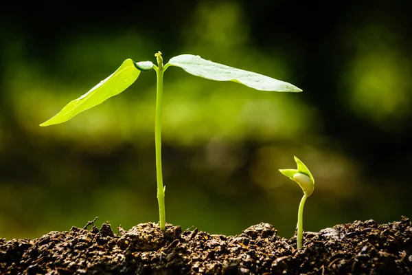 Green sprout growing from seed — Stock Photo, Image