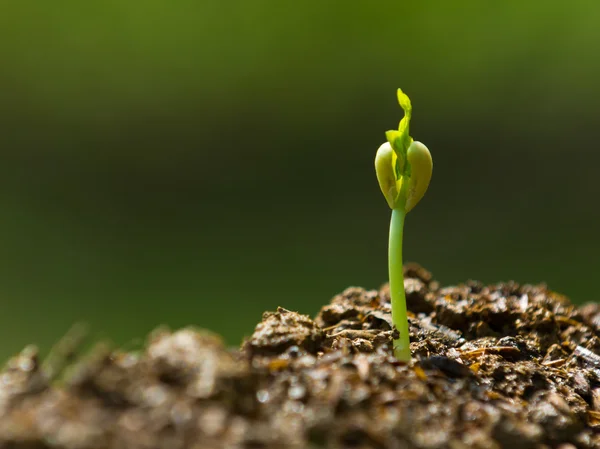 Piantina e coltivazione — Foto Stock