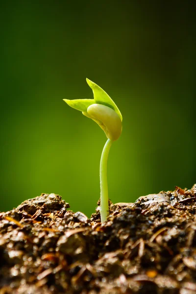 Planta cultivada de sementes — Fotografia de Stock